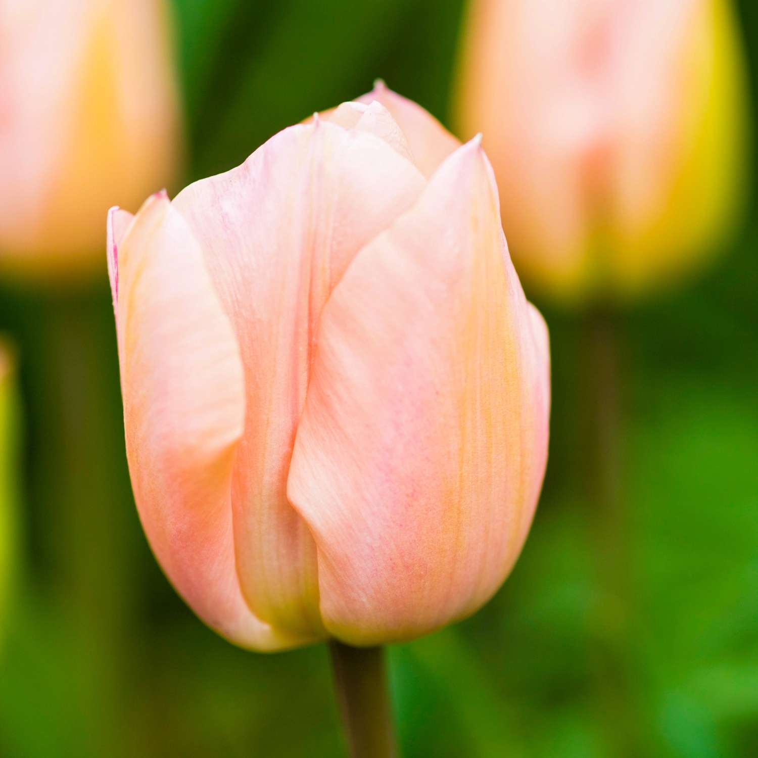 Tulppaani 'Apricot Beauty'